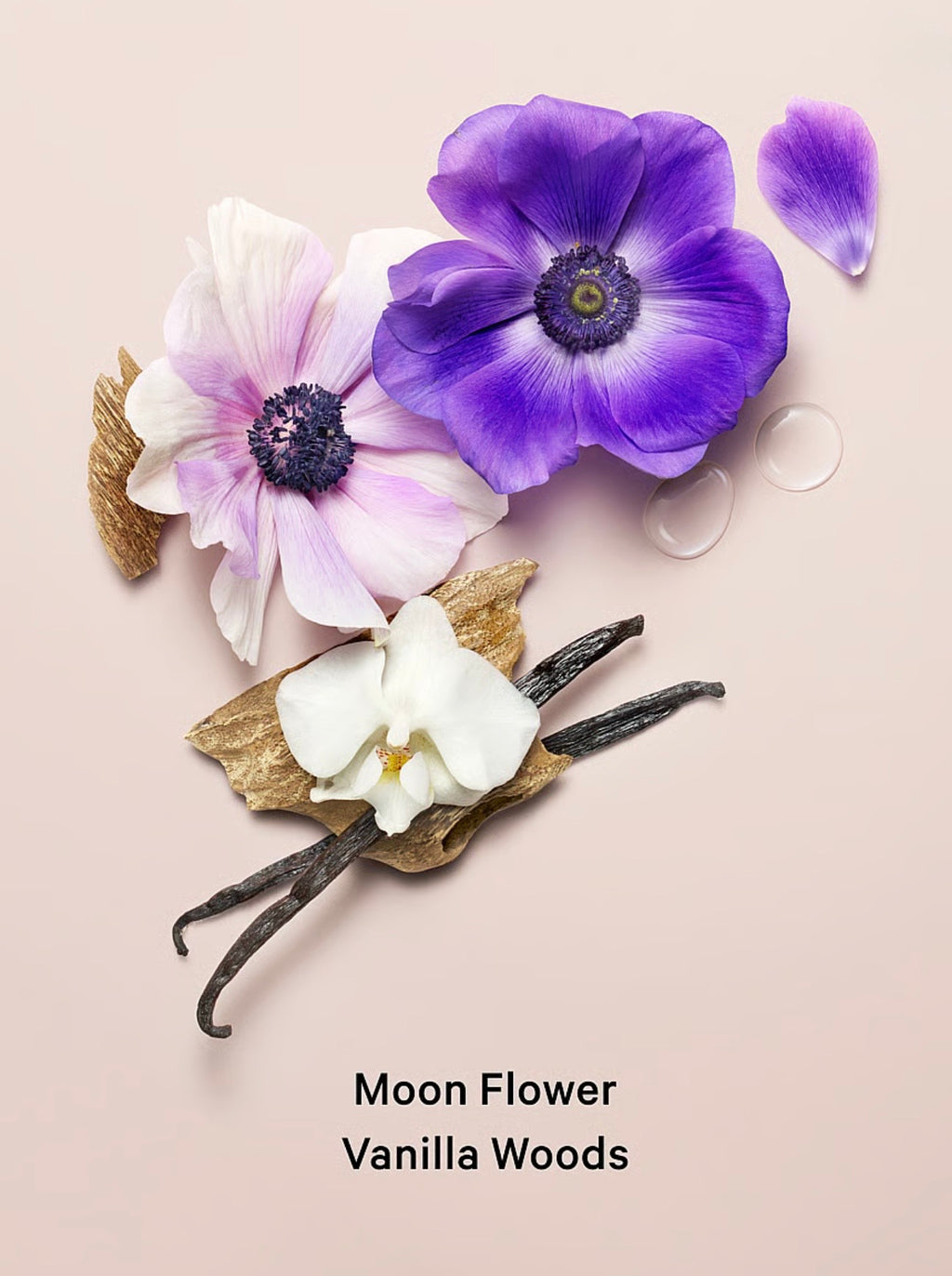 MIST MIDNIGHT BLOOM